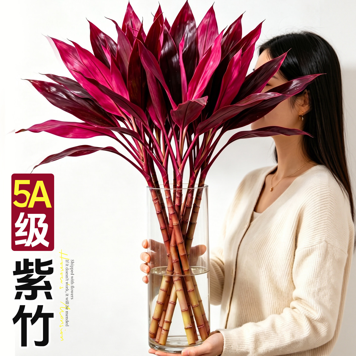 紫竹鸿运竹水培植物富贵竹粗杆带根水养招财竹子客厅室内桌面绿植