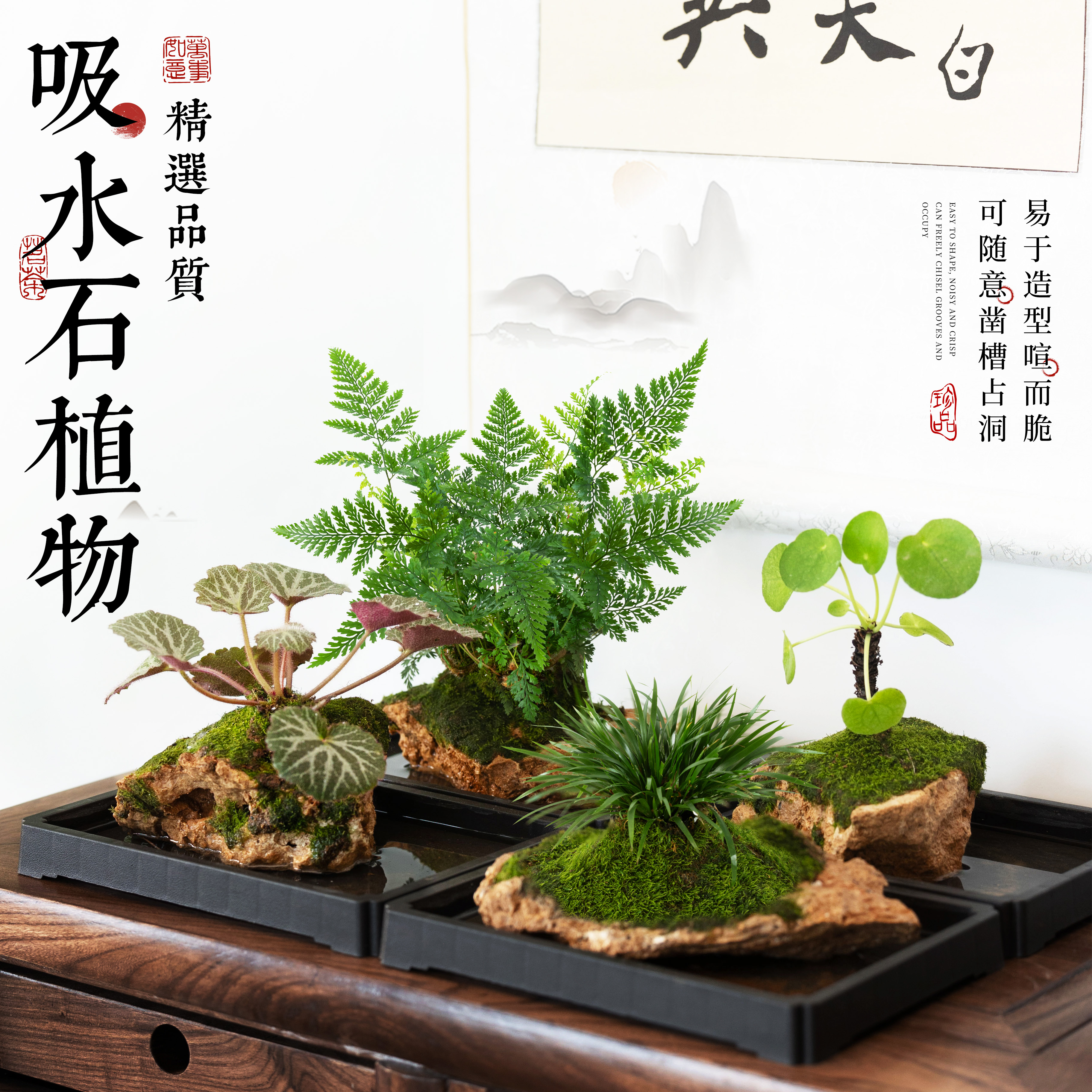吸水石绿植水培植物狼尾蕨盆盆景