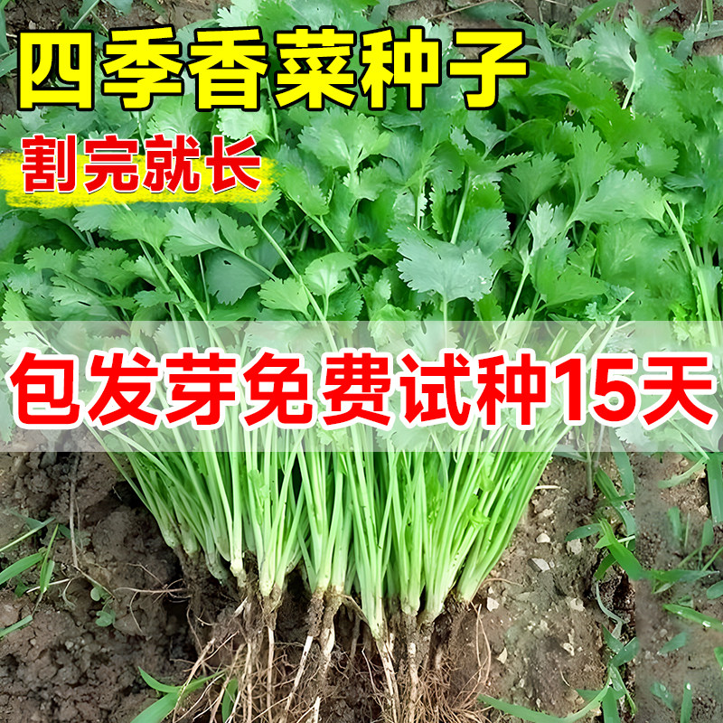 香菜籽种秋冬四季种子农家老品种小叶种籽儿耐寒蔬菜大全盆栽种孑