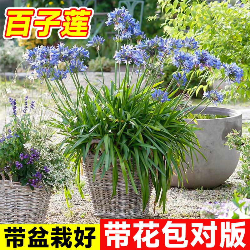 百子莲大苗盆栽带花室外庭院花卉植物多年生花苗大花四季耐热好养,鲜花速递/花卉仿真/绿植园艺,时令草本花卉,淘宝优惠券,粉丝福利购,淘宝优惠卷