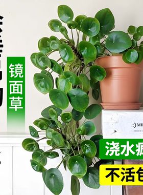 镜面草盆栽老桩垂吊植物四季好养易活绿植室内耐阴懒人适合养的花