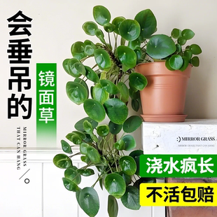 镜面草盆栽老桩垂吊植物四季好养易活绿植室内耐阴懒人适合养的花