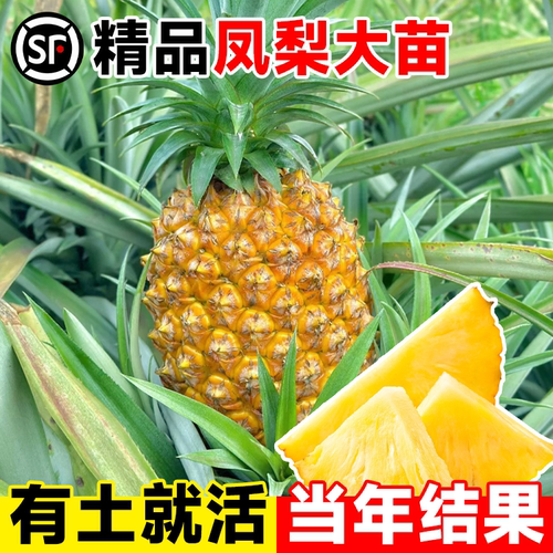【台湾特产】凤梨苗金钻凤梨大苗