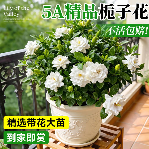 5A特级栀子花多分枝盆栽不活包补