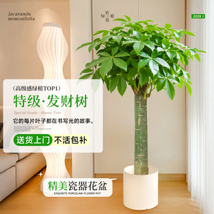 稀奇古怪 发财树绿植盆栽植物室内办公室客厅好养盆景四季 旺宅树