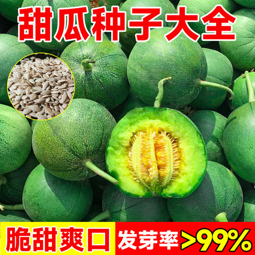 绿宝石甜瓜种籽当月结果四季可种