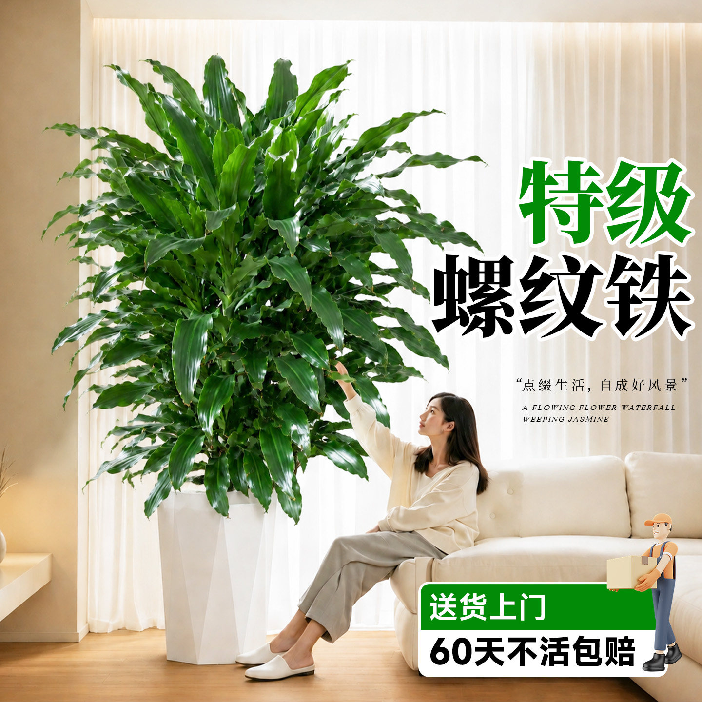 螺纹铁大型盆栽落地盆栽懒人好养图片