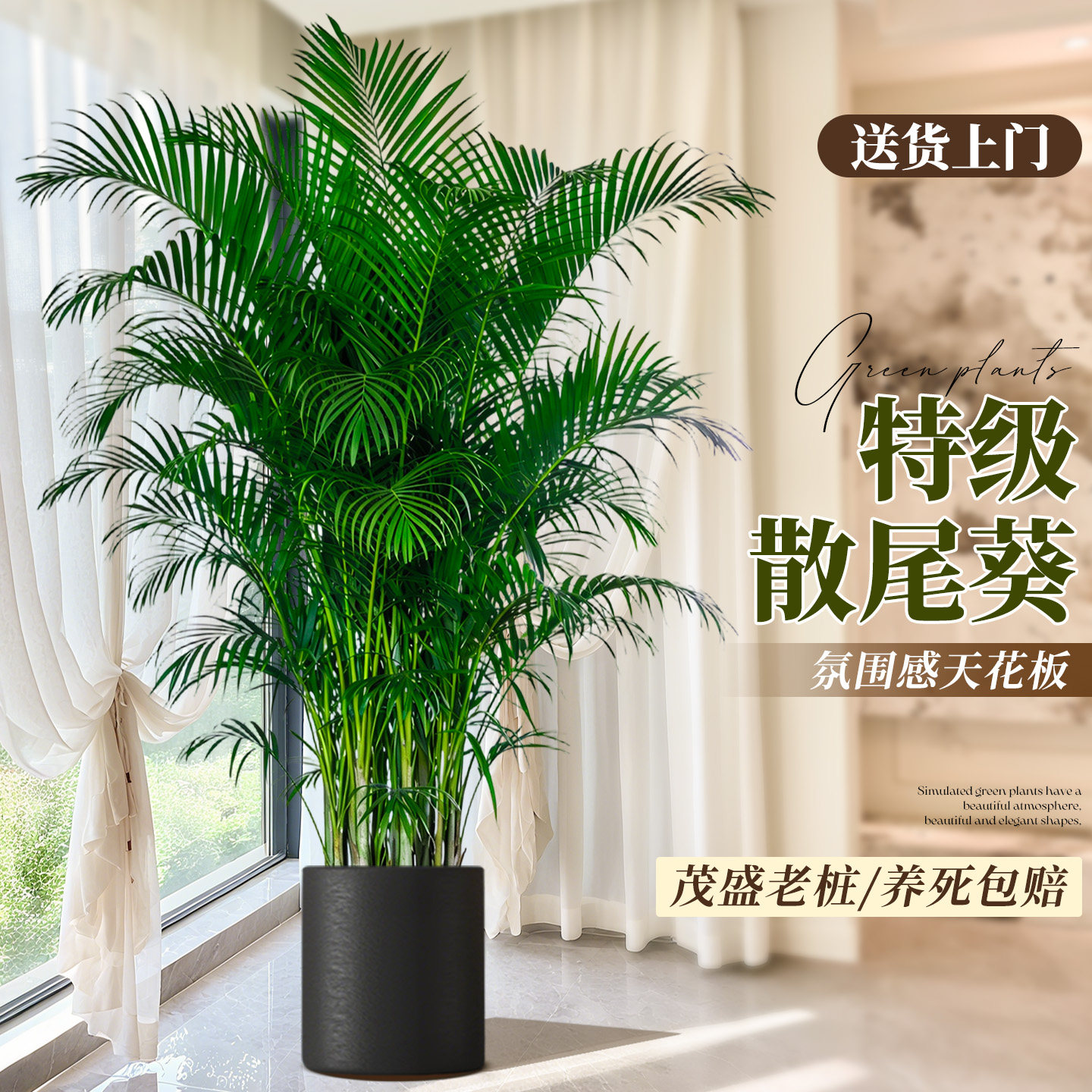 散尾葵客厅绿植高级感室内大型盆栽轻奢植物办公室落地高端好养活,鲜花速递/花卉仿真/绿植园艺,绿植,淘宝优惠券,粉丝福利购,淘宝优惠卷