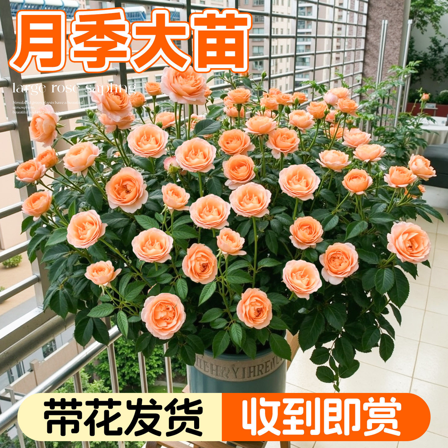【带花发货】果汁阳台月季大苗