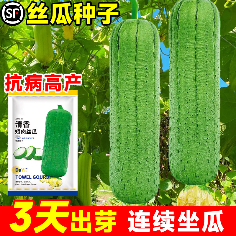 肉丝瓜种籽子特长香棱苹果丝瓜种孑高产早熟阳台庭院四季蔬菜秧苗