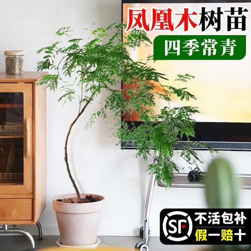 凤凰木树苗盆栽红花楹大树绿化植物室内客厅绿植造景大门口风景树