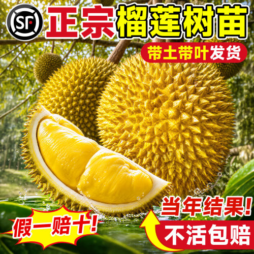 【基地真苗】南北方四季种植大苗