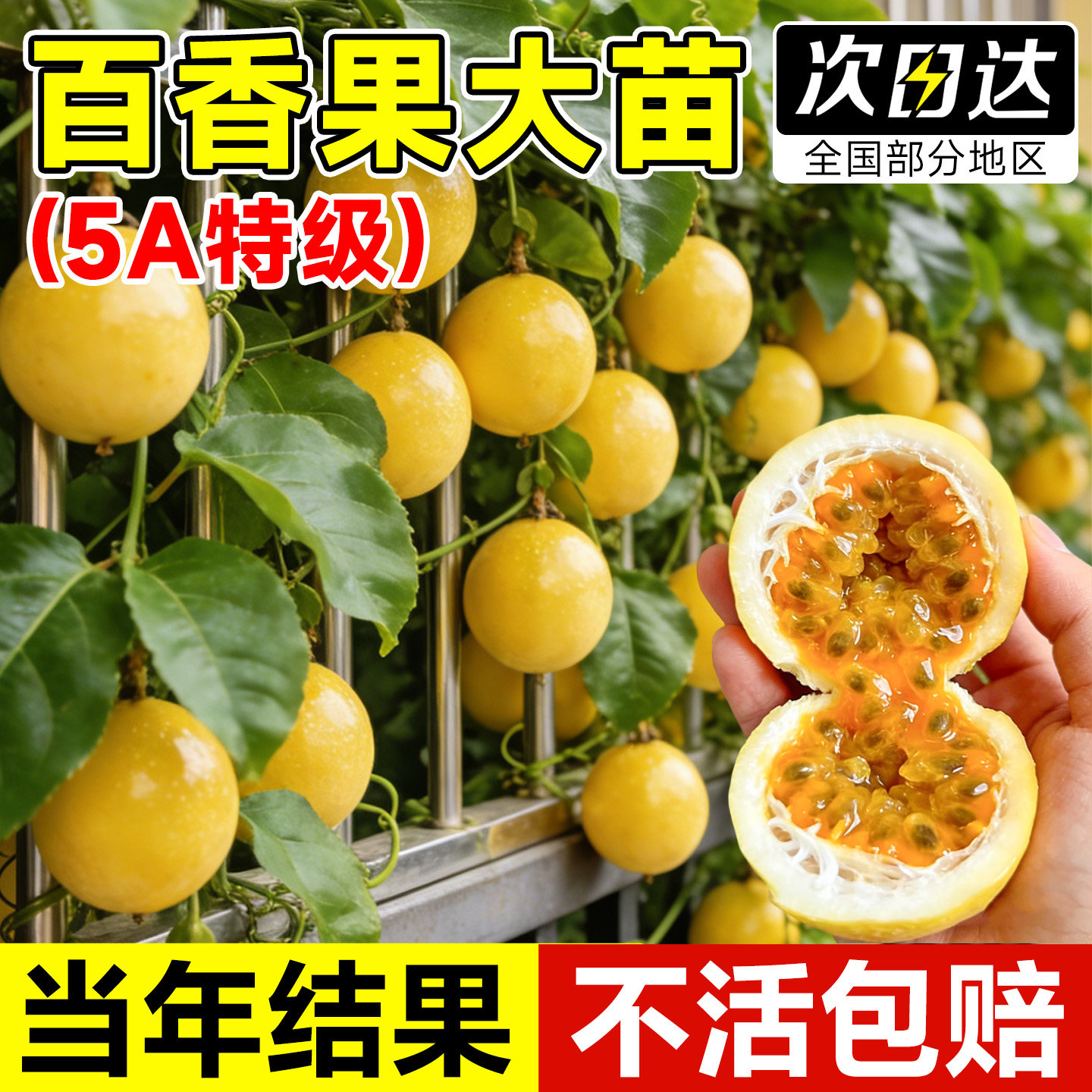 百香果树果苗正宗黄金大苗嫁接南方种植室内阳台盆栽好养当年结果