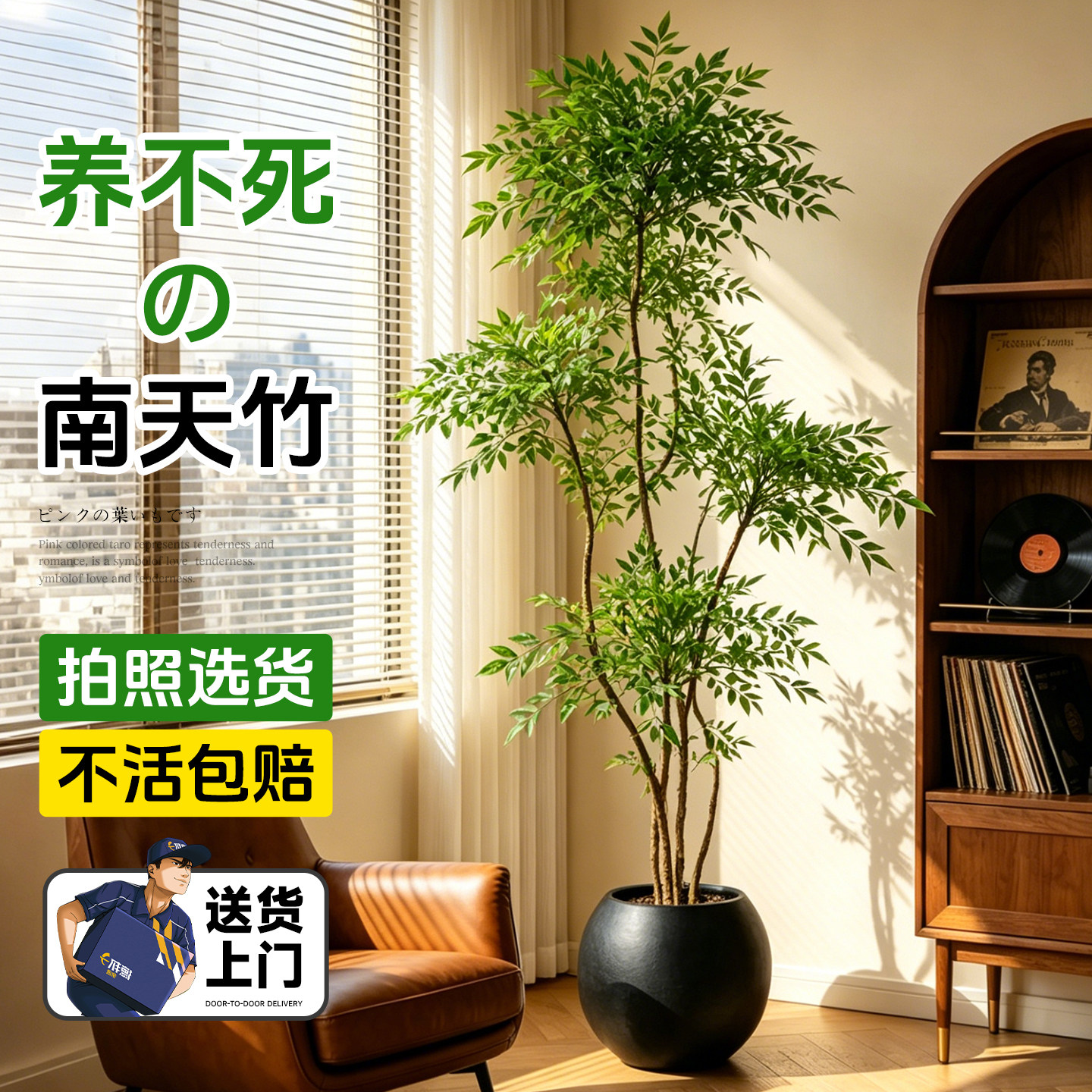 南天竹真树大型落地盆栽高端图片