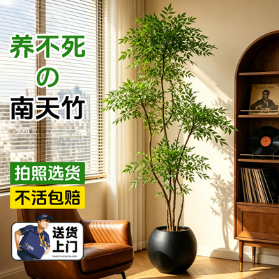 南天竹真树大型落地盆栽高端