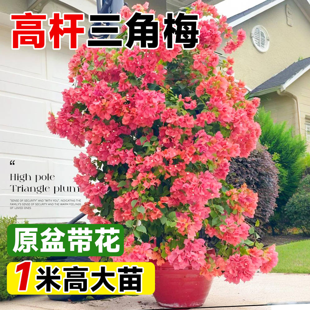 1米高杆三角梅爬藤带花金心橙白漳红樱桑巴卡亚塔金发女郎四季开