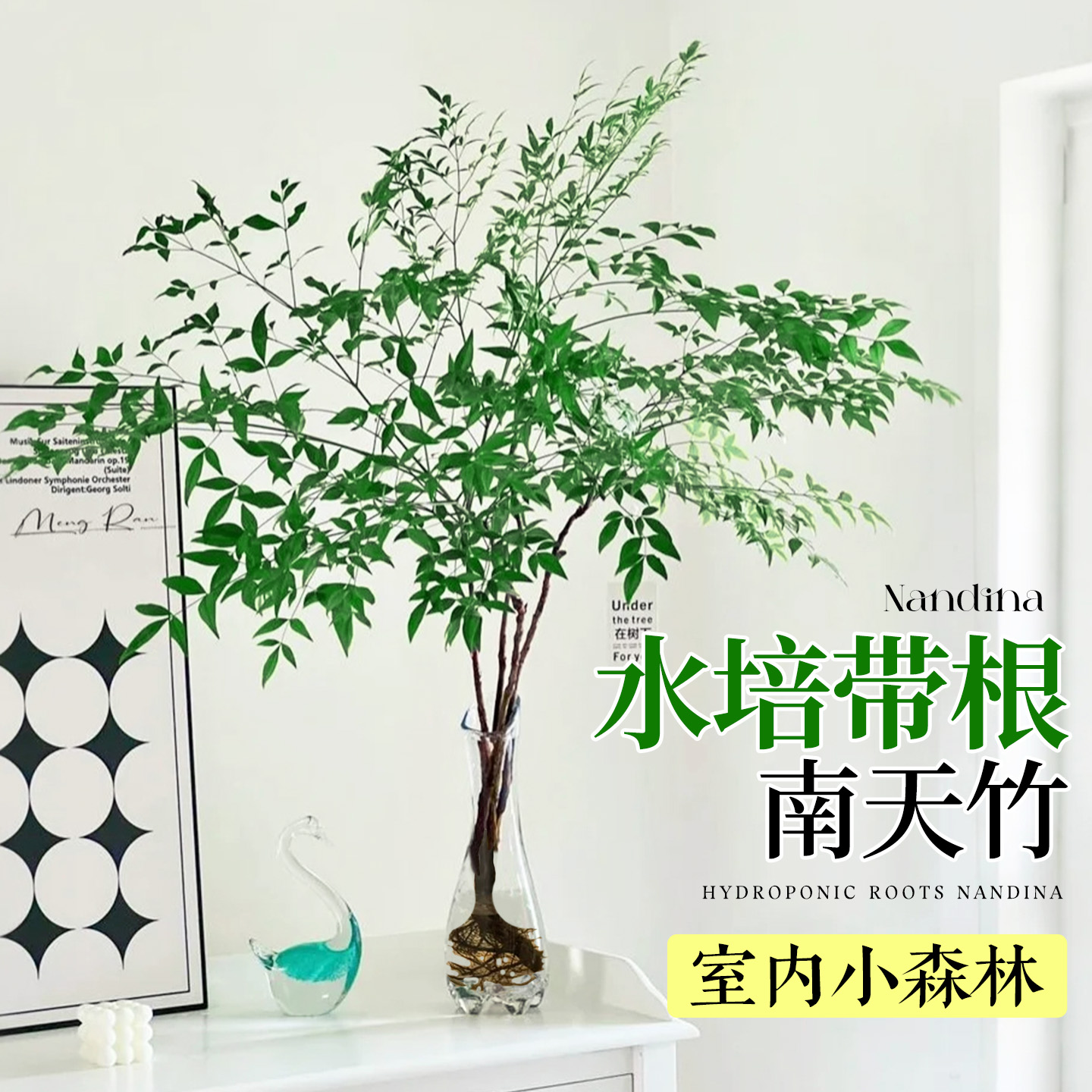 南天竹水培带根植物盆栽