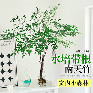 南天竹水培带根植物盆栽室内客厅摆件绿植火焰红马醉木吊钟好养活