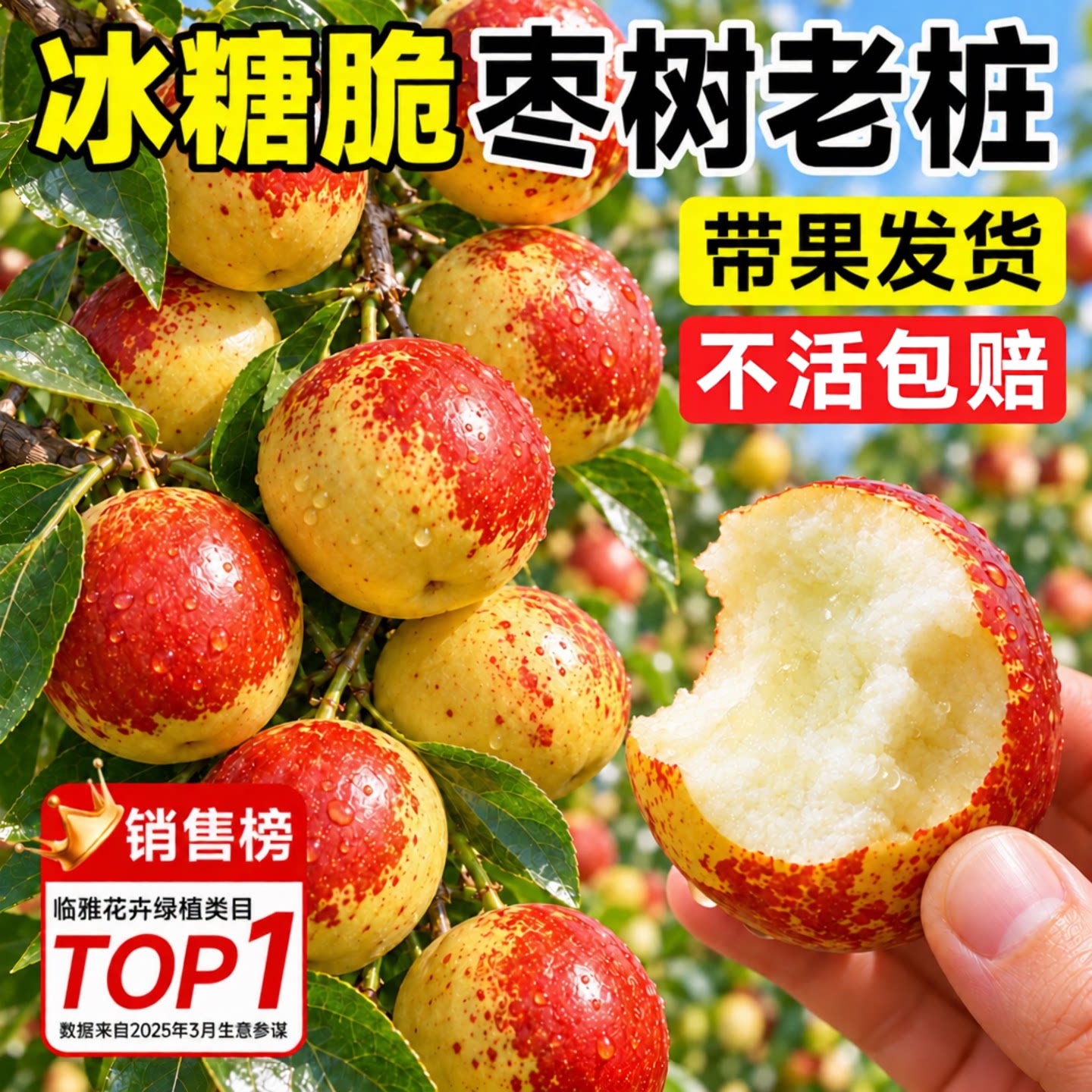 枣树树苗带果老桩冬枣蟠枣葫芦冰糖枣超甜特大号南北方带土球好养