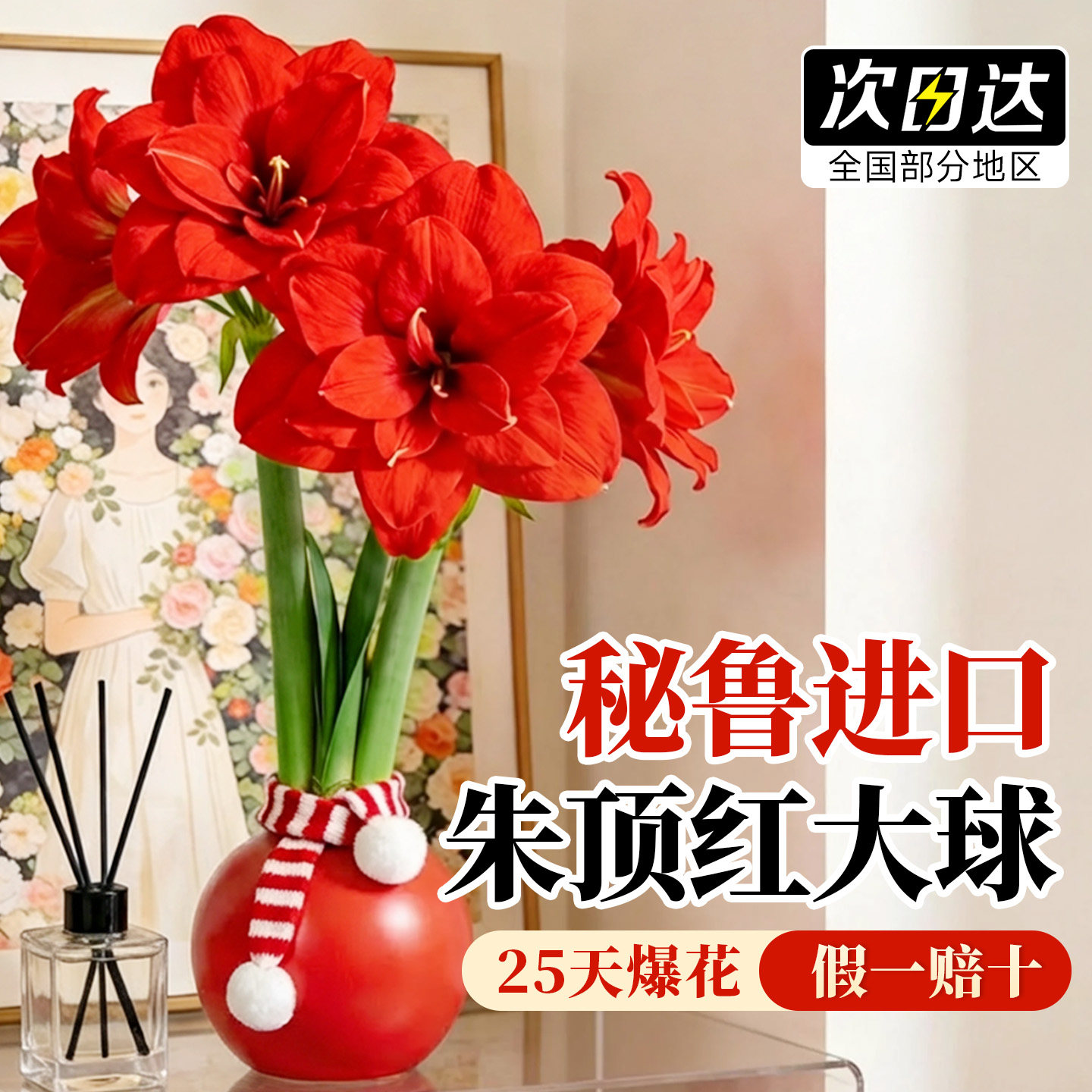 朱顶红进口重瓣种球带花苞蜡封特大种球室内花卉盆栽年宵花送礼物,鲜花速递/花卉仿真/绿植园艺,时令草本花卉,淘宝优惠券,粉丝福利购,淘宝优惠卷