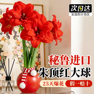 朱顶红进口重瓣种球带花苞蜡封特大种球室内花卉盆栽年宵花送礼物