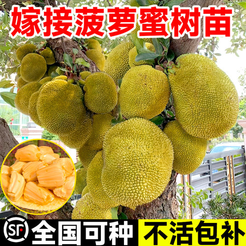 菠萝蜜树树苗嫁接果树清甜可口