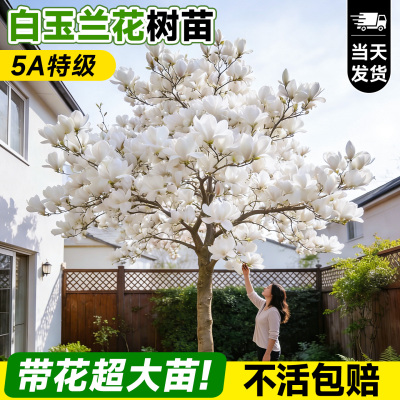 【5A特级爆花白玉兰树】不活包赔