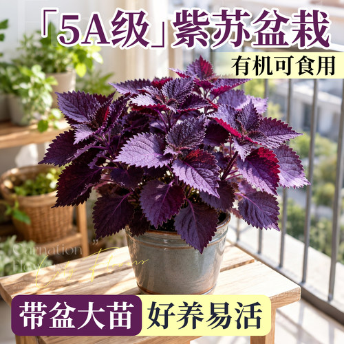 【收到即食】大盆紫苏盆栽超大叶