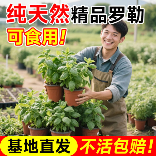 【食品级™】天然有机罗勒大苗