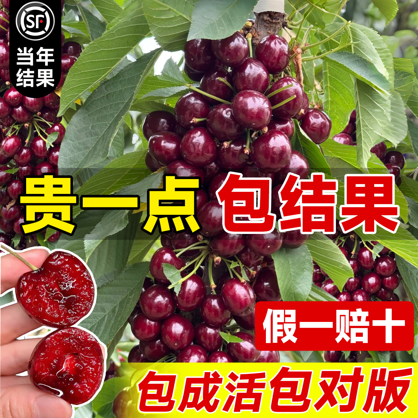 车厘子树苗正宗樱桃树苗矮化特大带土球南北方种植黑珍珠果树庭院