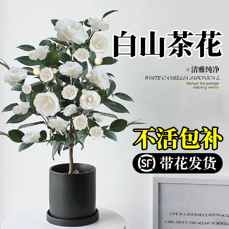 白山茶花盆栽带花苞室内花卉好养