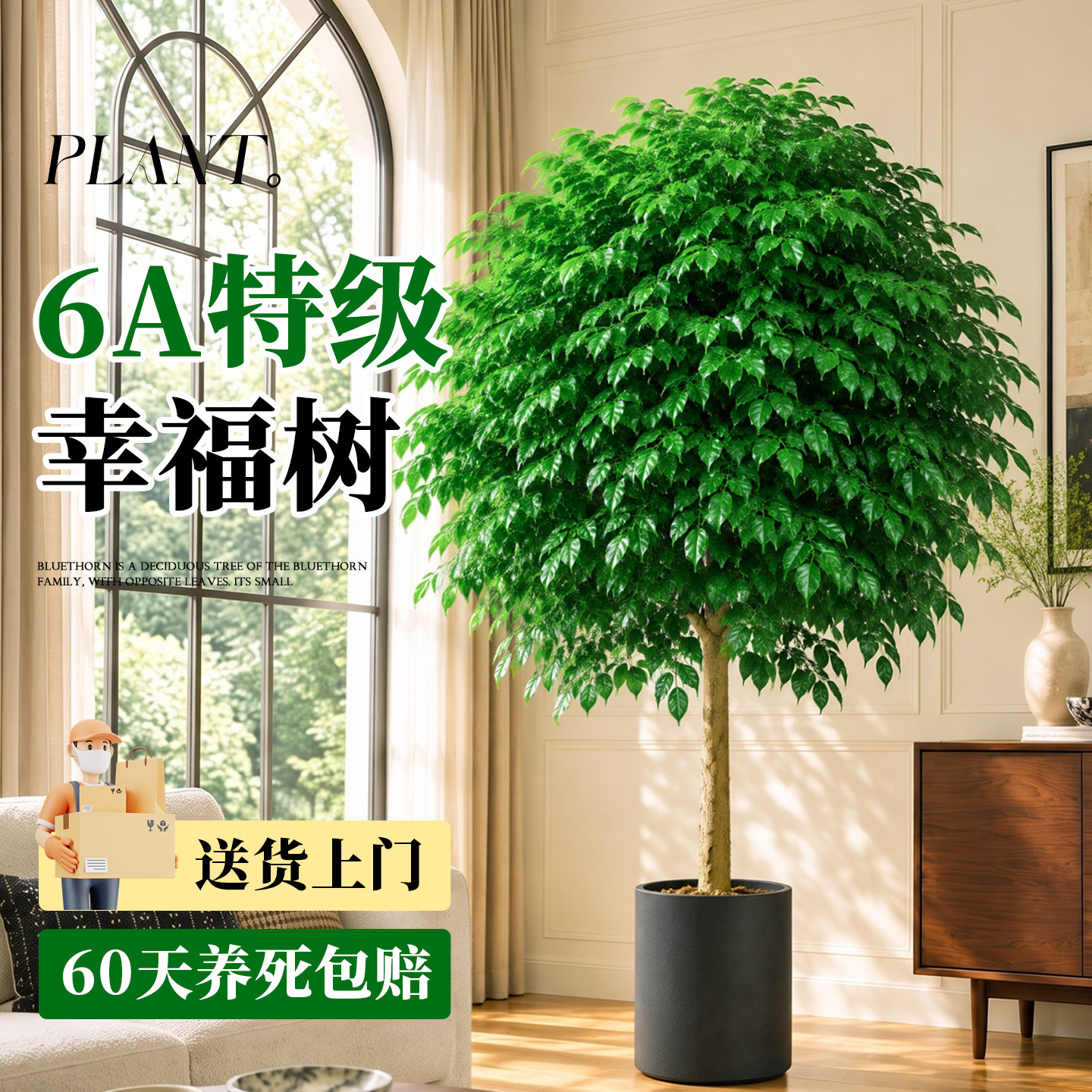 幸福树客厅大盆栽老桩大棵绿植室内大型植物好养落地大号单杆旺宅