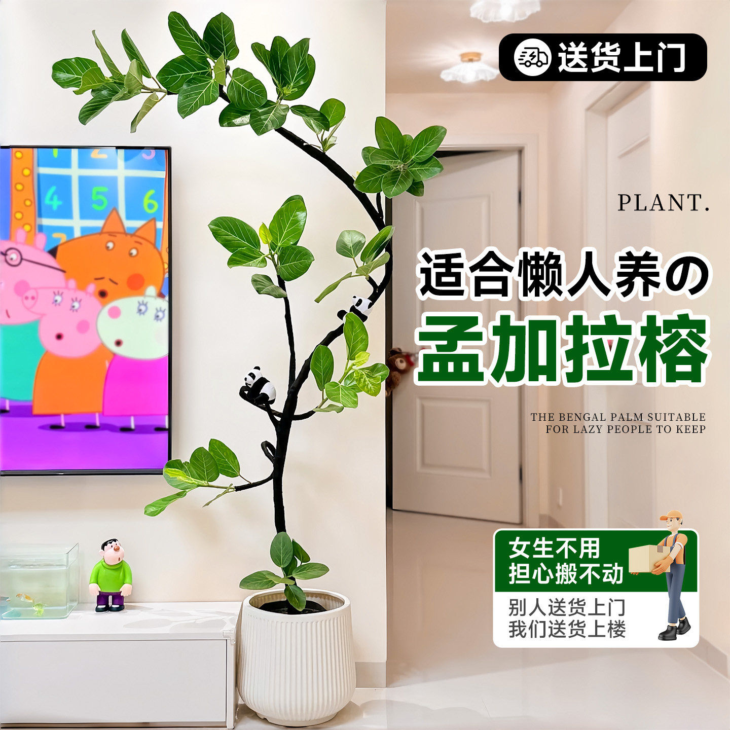 孟加拉榕客厅绿植室内大型植物盆栽高级感高端大气上档次黄金榕树,鲜花速递/花卉仿真/绿植园艺,大型绿植/成品组合盆栽,淘宝优惠券,粉丝福利购,淘宝优惠卷