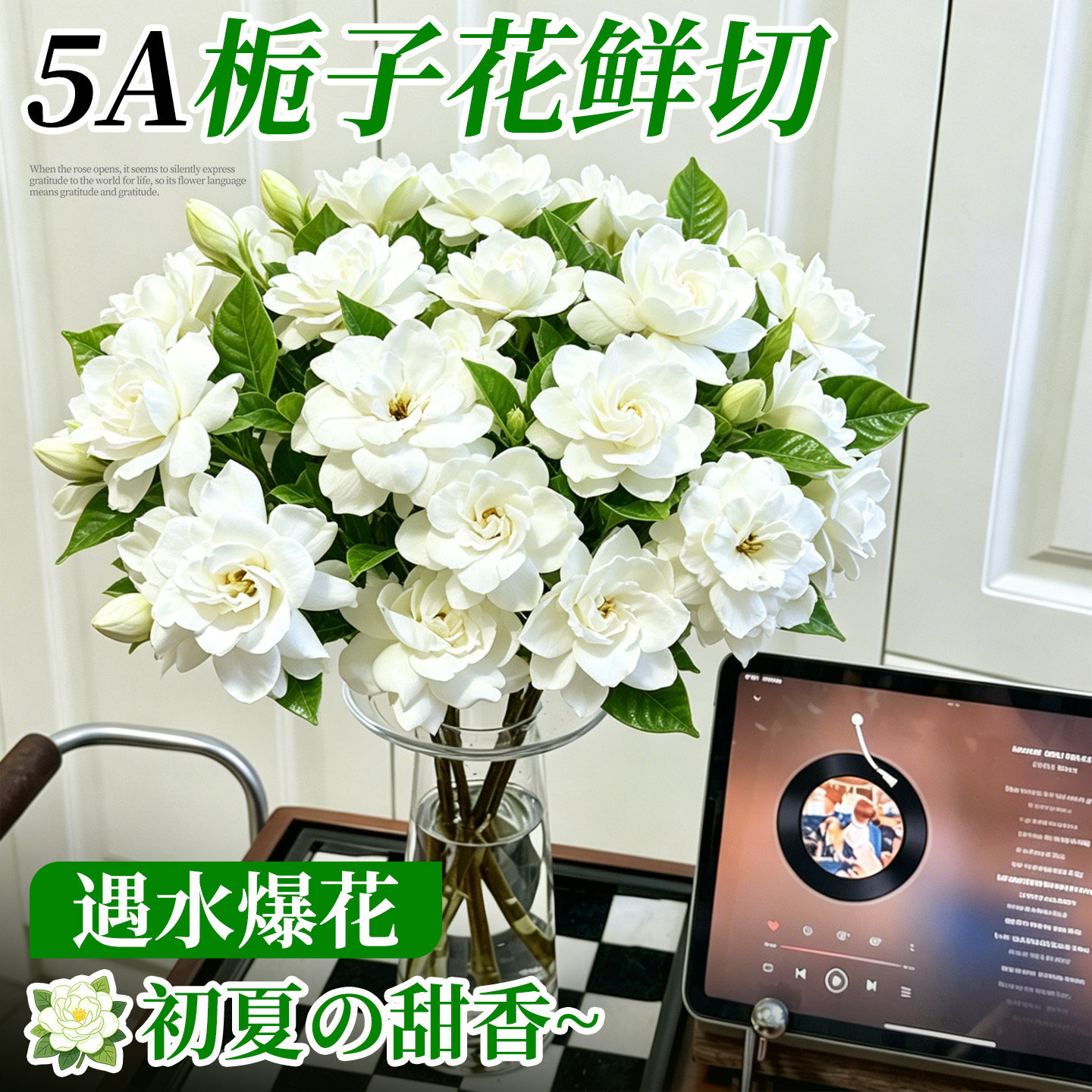 鲜切栀子花鲜花花束带花苞重瓣浓香基地直发室内水培植物家用插花