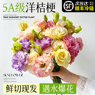 洋桔梗鲜花花苗插花云南直发水养鲜切花花束客厅室内花瓶插花捧花