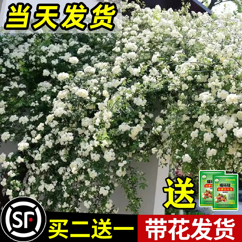 白木香花苗爬藤植物四季开花卉庭院带花七里香盆栽浓香型红黄木香-封面