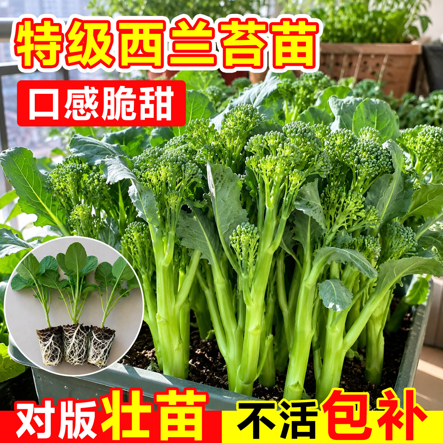 甜杆西兰苔菜苗不活包补爆根发货图片