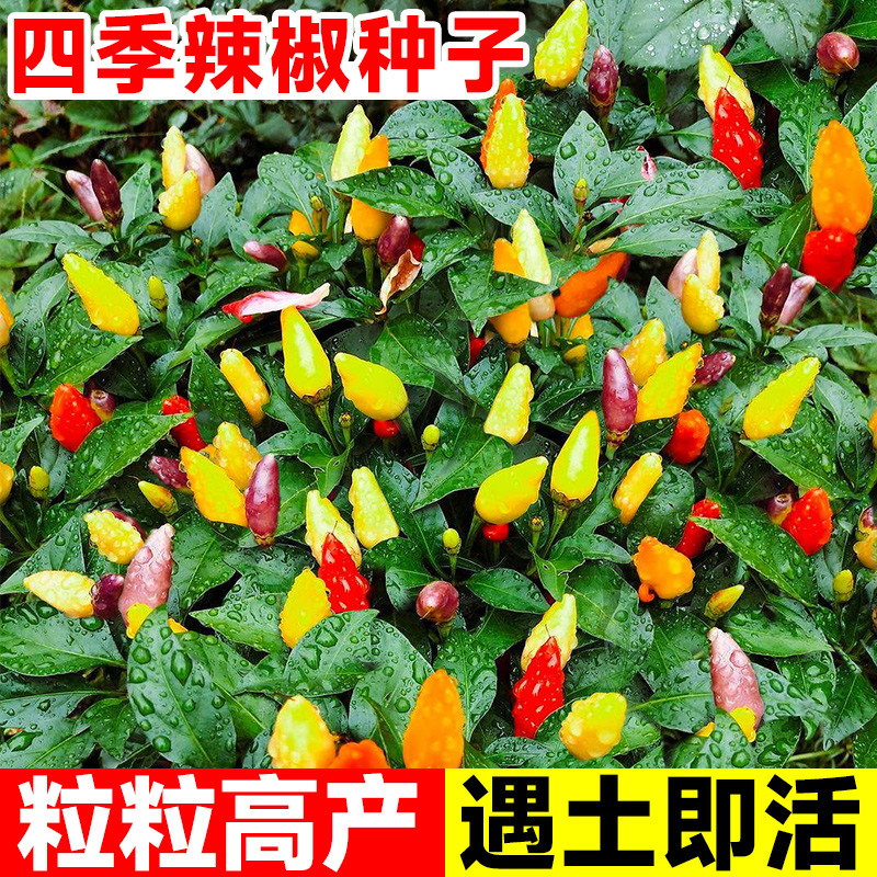 五彩辣椒种子七彩椒种籽灯笼秧苗家庭阳台四季盆栽种植蔬菜种孑