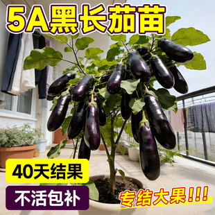 茄子秧苗带土嫁接苗本地老品种黑紫长切杭茄一号线圆茄盆栽蔬菜苗