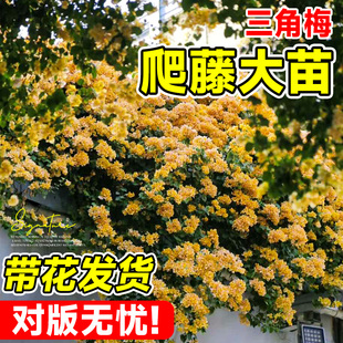 开花绿植盆栽 重瓣爬藤三角梅带花苞发货老桩庭院植物花卉大苗四季