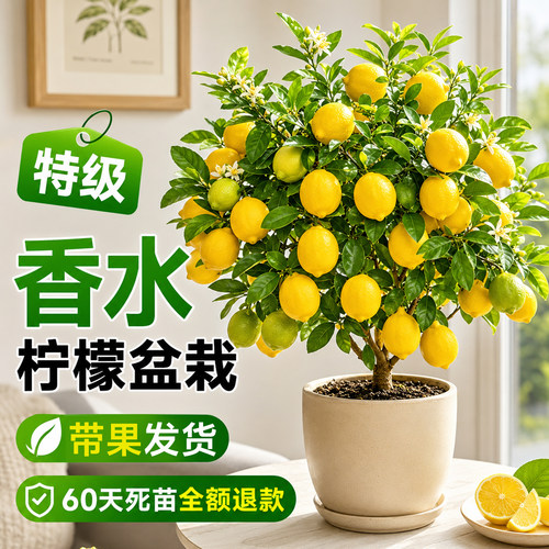 特级香水柠檬盆栽当季爆果