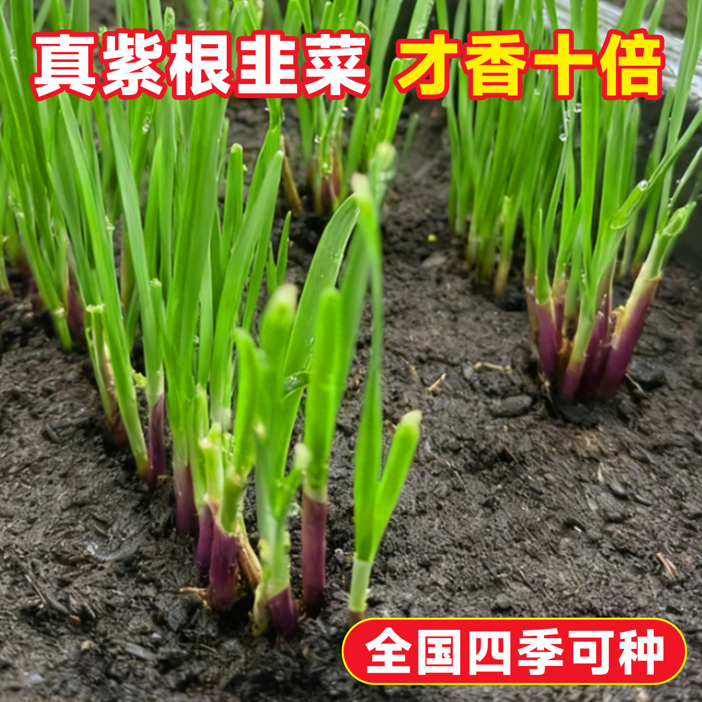【味浓抗寒品种】正宗紫根韭菜