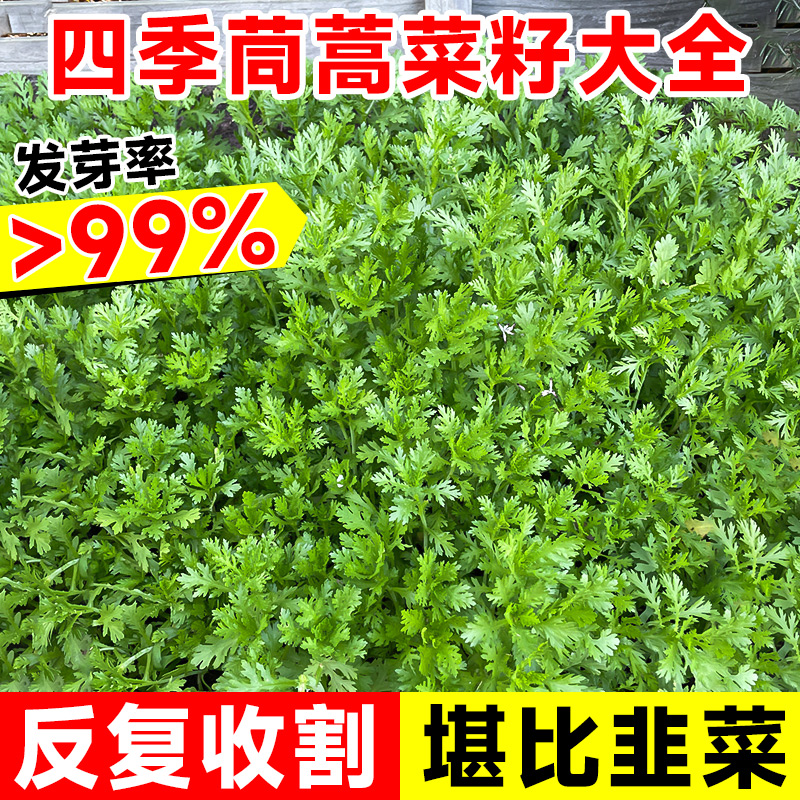 四季茼蒿菜籽大全皇帝菜大叶茼蒿种子茼蒿菜苗葱种香菜蔬菜种孑-封面