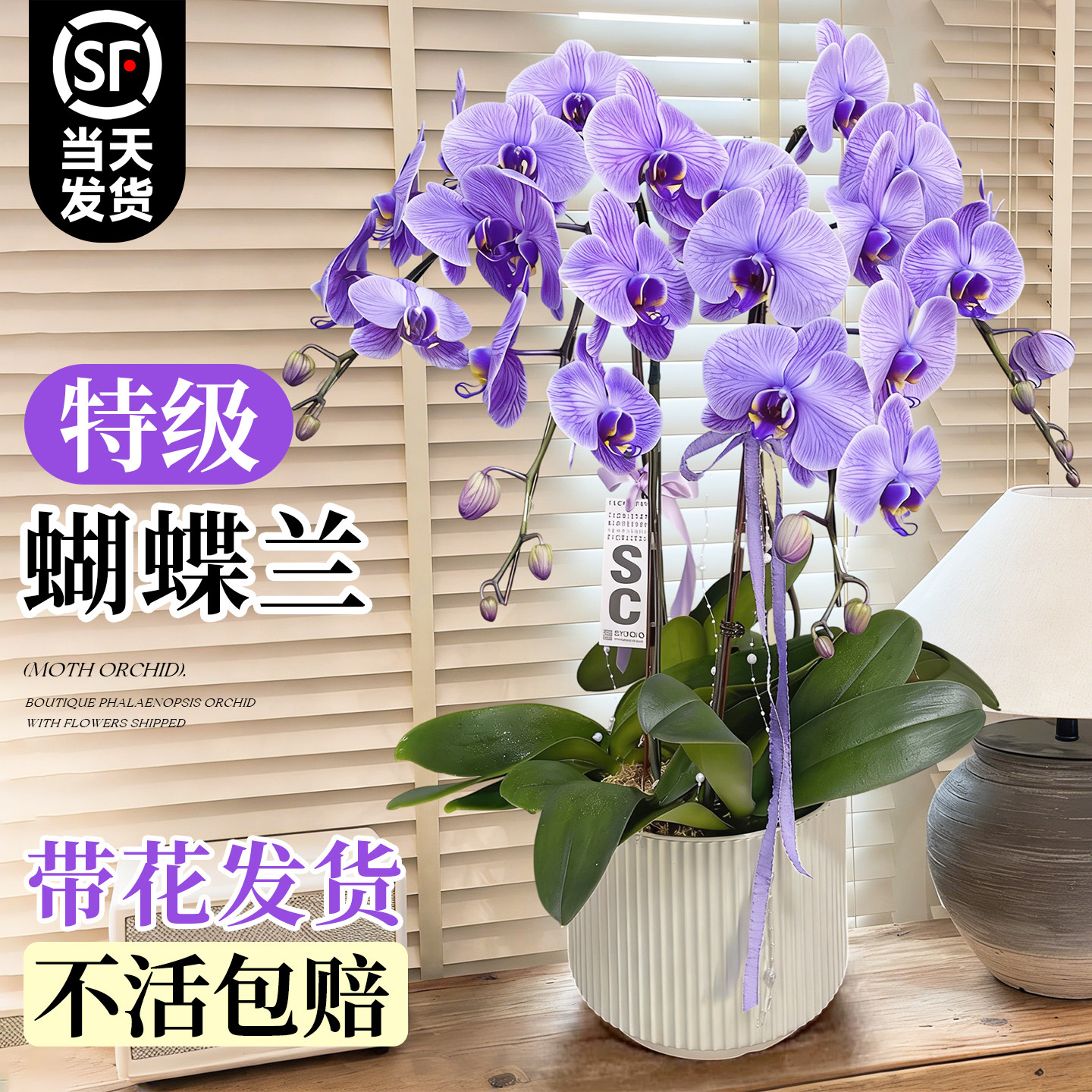 吸色马卡龙蝴蝶兰盆栽带花好养