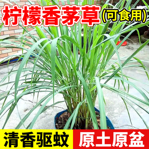 柠檬香茅草盆栽驱蚊植物四季好养