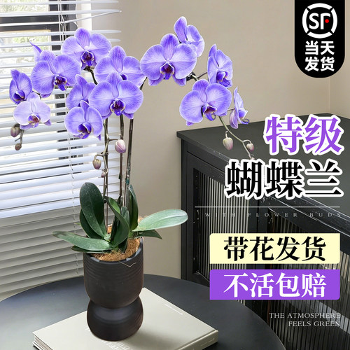 吸色马卡龙蝴蝶兰盆栽带花好养