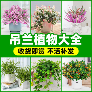 吊兰垂吊植物盆栽冬季油画金鱼吊兰室内悬挂花卉绿植常春藤吸甲醛