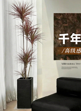 千年木客厅绿植高级感大型植物盆栽室内办公室龙血树七彩铁落地式
