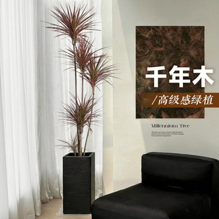 千年木客厅绿植高级感大型植物盆栽室内办公室龙血树七彩铁落地式