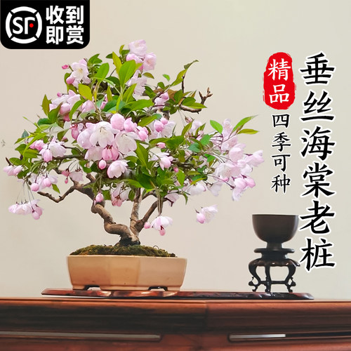 垂丝海棠花卉老桩盆栽带花苞室内植物盆景四季耐寒绿植好养开花载